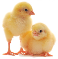 Baby Chicks