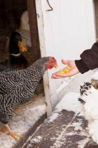 Backyard Chicken in Winter