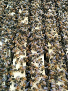 bee1