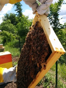 Inside a Beehive