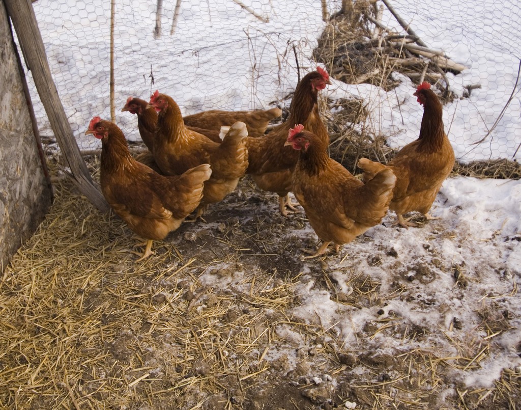 Chickens in Winter