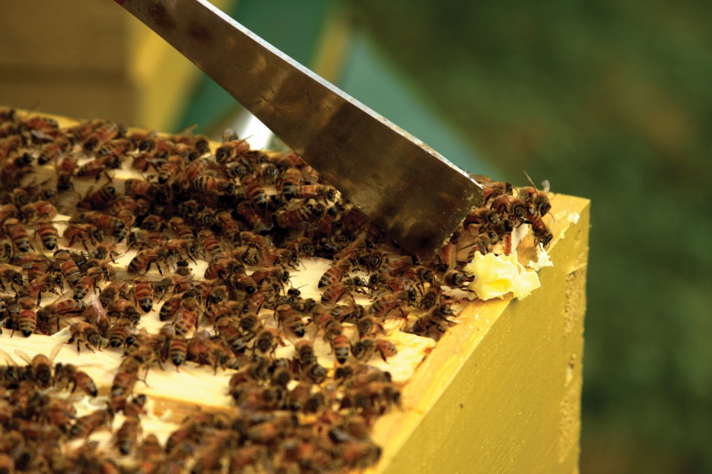 Hive tool and box