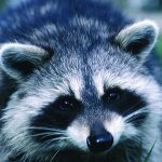 Raccoon