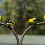 Goldfinch birds perched on feeder outside