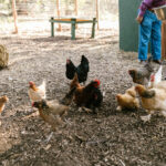 Many backyard chickens being fed