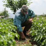 farmer in field picking crops