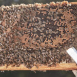 beekeeper holding frame with bees