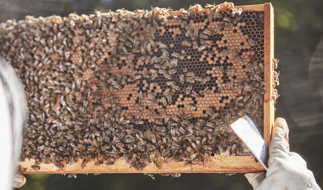 beekeeper holding frame with bees 