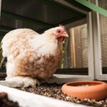 chicken in a coop with a food dish in front of it