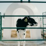 calf standing in pen looking to the right