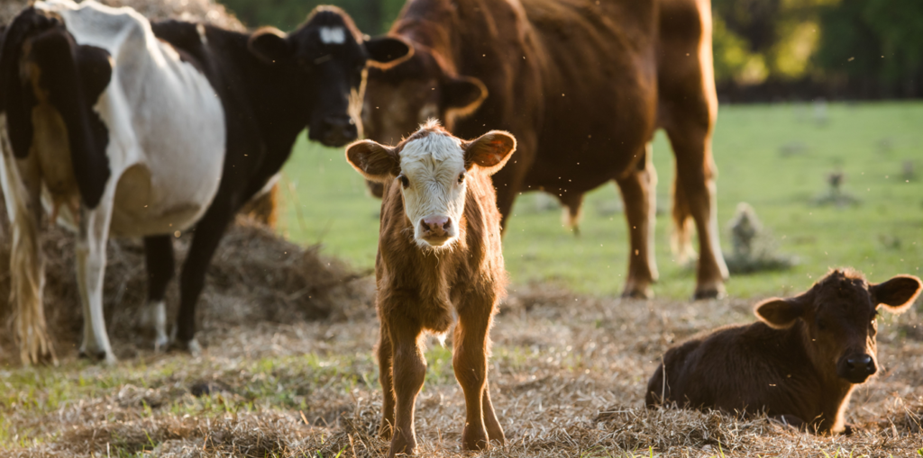 spring calving