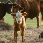 The Essentials For Spring Calving Season