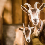 5 Things You Didn’t Know About Goats