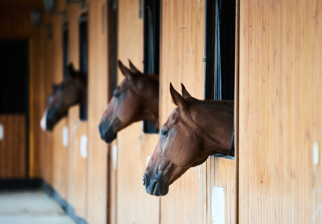 horses in barn