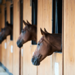 horses in barn