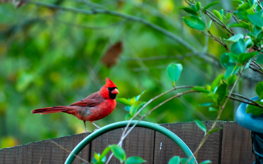 backyard bird