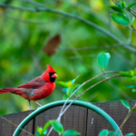 backyard bird