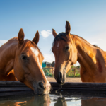 horses drinking