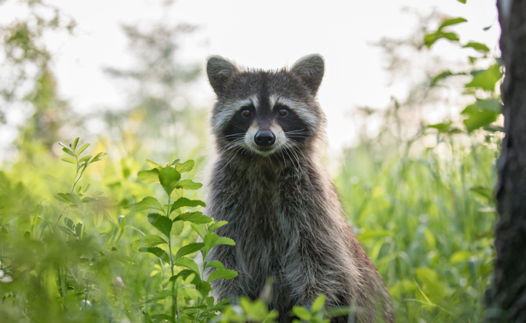 raccoon in the woods 