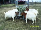 Basic Goat and Sheep Feeder