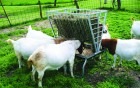 Basic Goat and Sheep Feeder