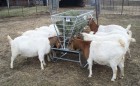 Basic Goat and Sheep Feeder