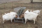 Basic Goat and Sheep Feeder