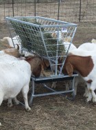 Basic Goat and Sheep Feeder