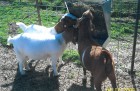 Classic 2-in-1 Goat and Sheep Feeder