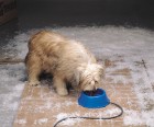 1 Quart Plastic Heated Pet Bowl