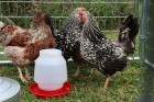 1 Gallon Plastic Screw-On Poultry Waterer Jar