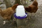 1 Gallon Nesting-Style Poultry Waterer Base