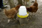 1 Gallon Nesting-Style Poultry Waterer Base