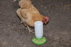 1 Quart Plastic Feeder Base