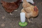 1 Quart Plastic Feeder Base