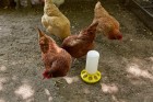 1 Quart Plastic Feeder Base