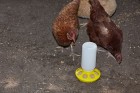 1 Quart Plastic Feeder Base