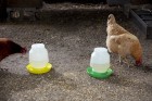 1 Gallon Complete Plastic Poultry Fount