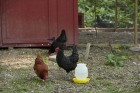 1 Gallon Complete Plastic Poultry Fount