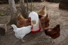 3 Gallon Plastic Poultry Drinker