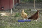 20" Plastic Flip-Top Poultry Ground Feeder