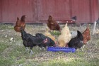 20" Plastic Flip-Top Poultry Ground Feeder