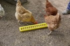 20" Plastic Flip-Top Poultry Ground Feeder