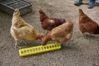 20" Plastic Flip-Top Poultry Ground Feeder