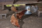 12 Pound Hanging Metal Poultry Feeder