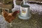 12 Pound Hanging Metal Poultry Feeder