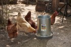 30-Pound Hanging Metal Poultry Feeder