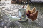 30-Pound Hanging Metal Poultry Feeder