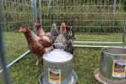 2 Gallon Double Wall Metal Poultry Fount