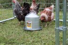 2 Gallon Double Wall Metal Poultry Fount